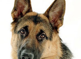 Нажмите на изображение для увеличения. 

Название:	200px-Buck_The_GSD.jpg 
Просмотров:	8744 
Размер:	23.7 Кб 
ID:	295